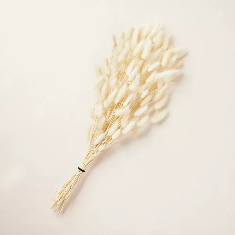 24" Preserved Cream Bunny Tail Grass Stems Bundle - Hearth & Hand\u2122 with Magnolia ($15)