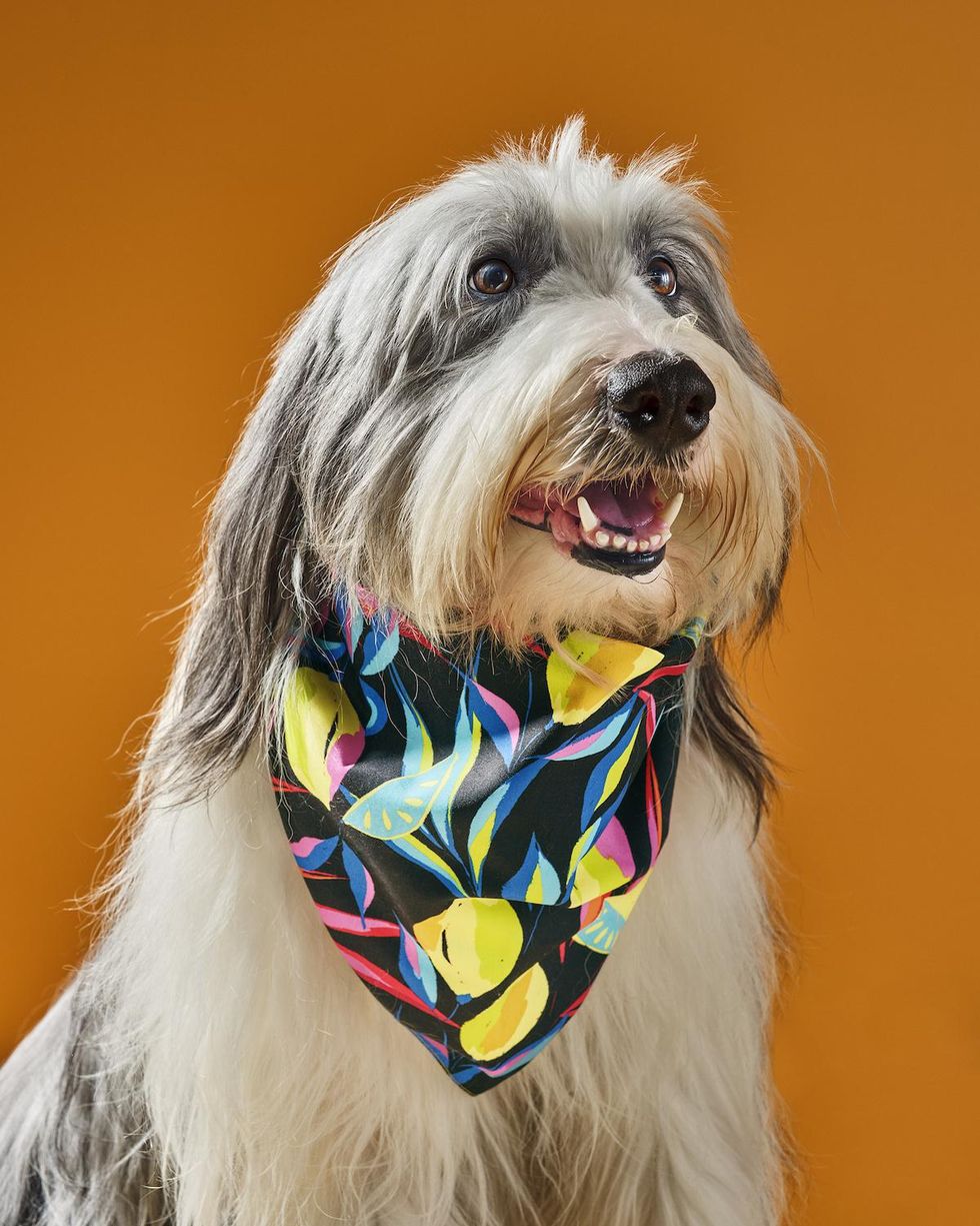 2pk Pet Bandana Accessory