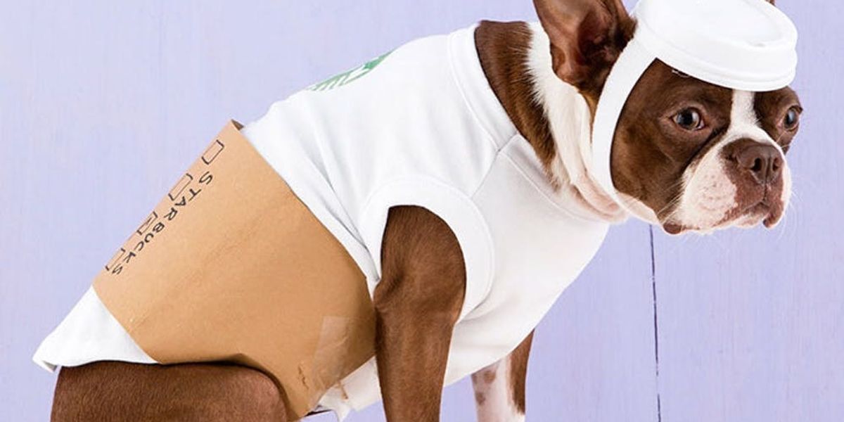 15 dogs who are costume-ready for Halloween