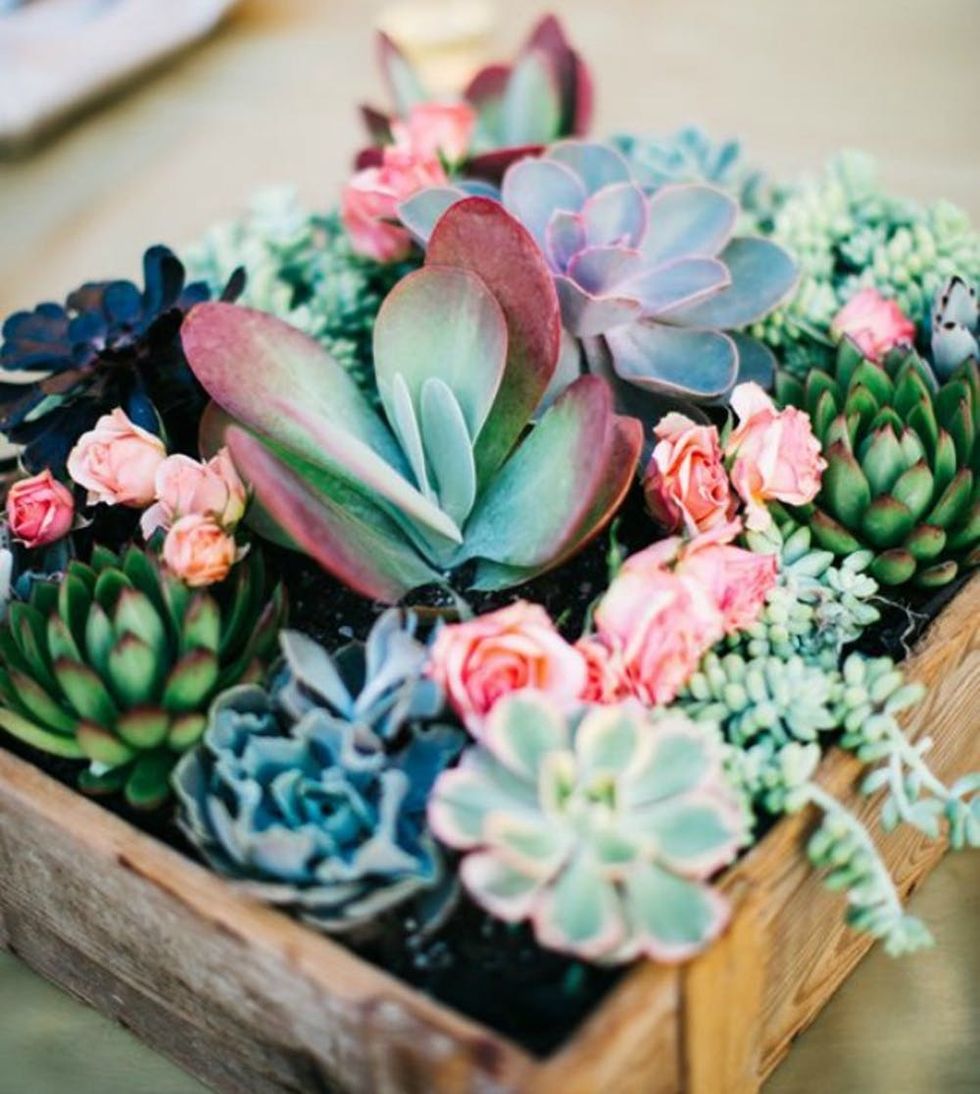 a box of succulents