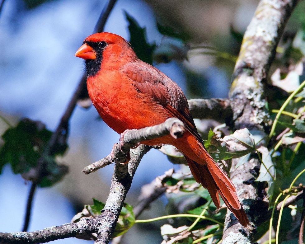 a cardinal sitting in a tree