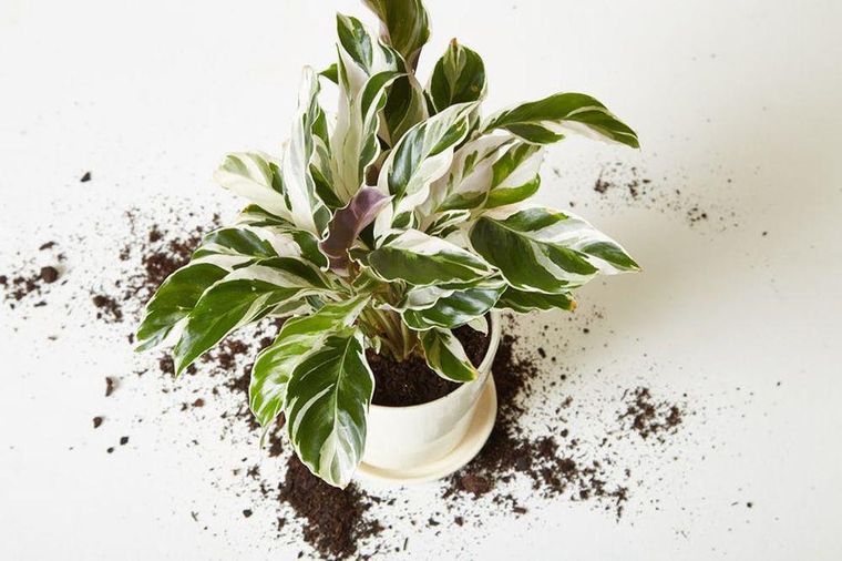 Should You Repot New Houseplants? Talking About Growing Conditions
