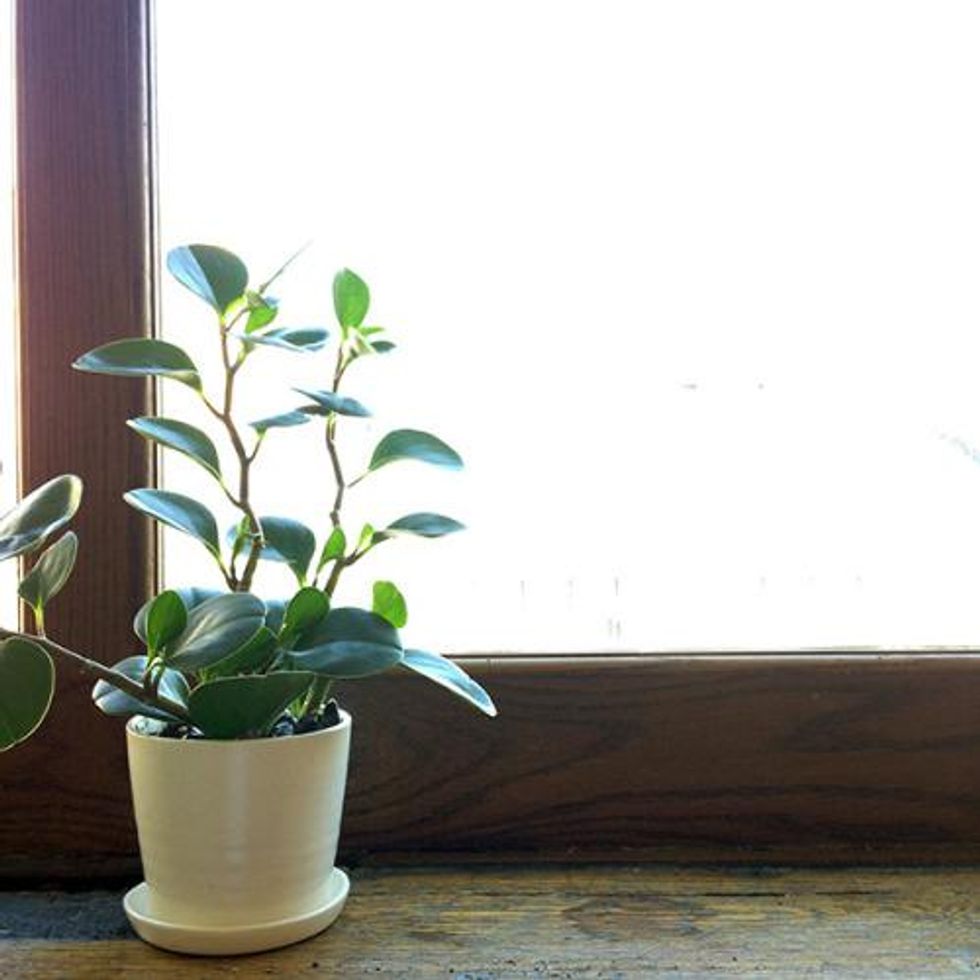 best indoor plants for air purification baby rubber plant