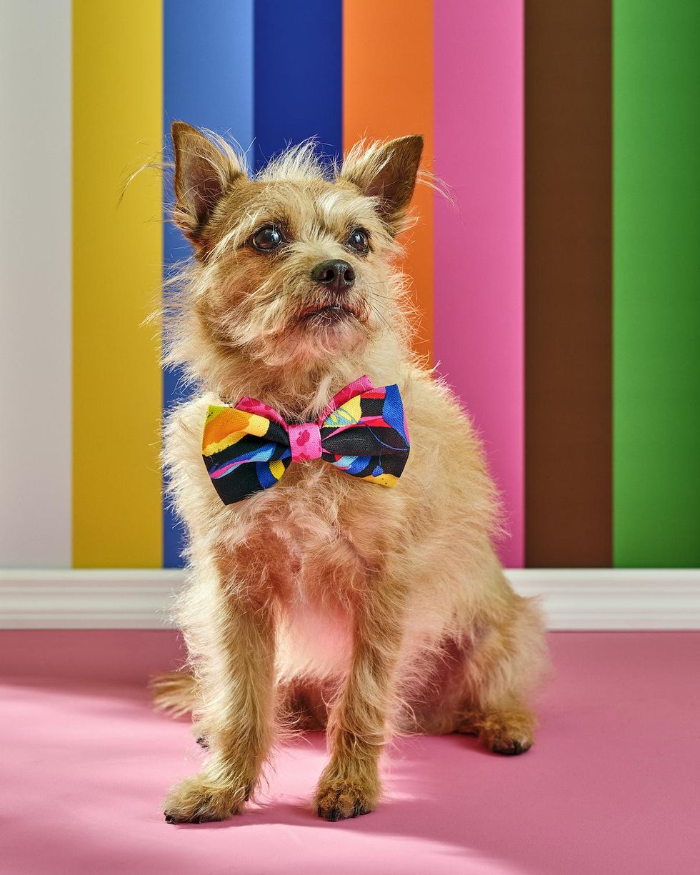 Bow Tie Pet Collar Accessory