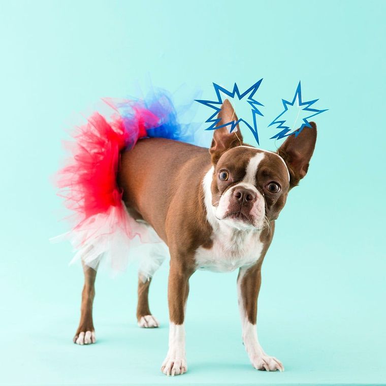 Pin on Roxy the French Bulldog Costumes