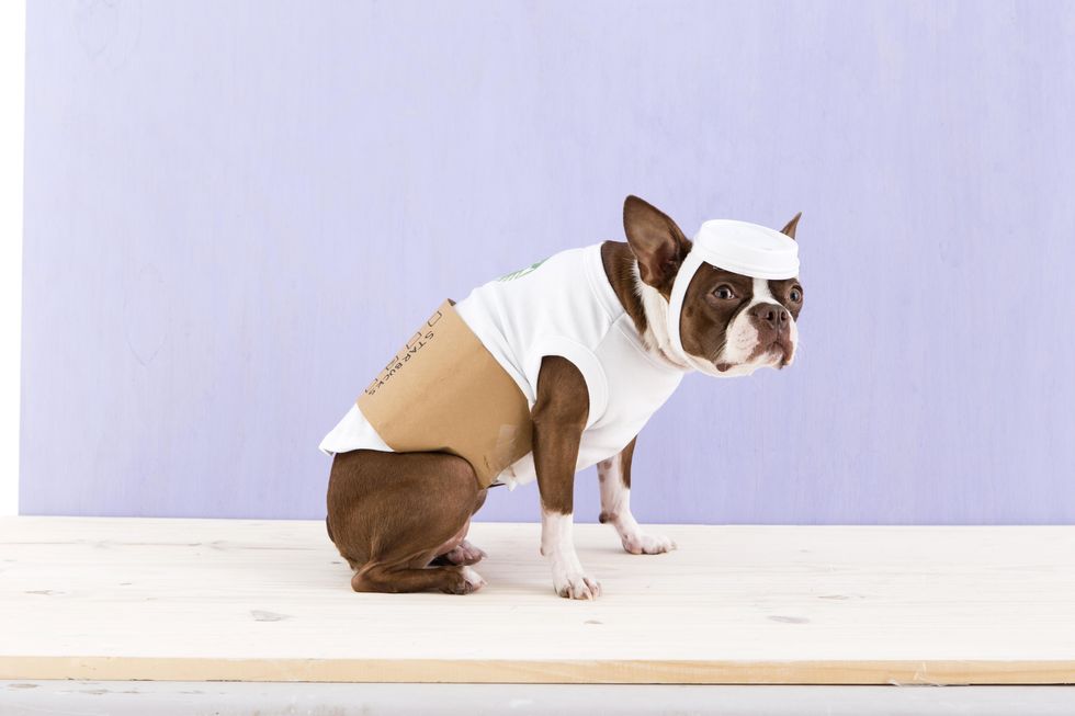 cute dog coffee halloween costume