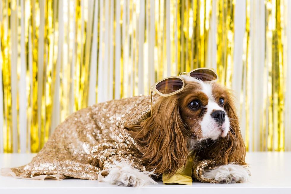 cute dog golden sequin outfit