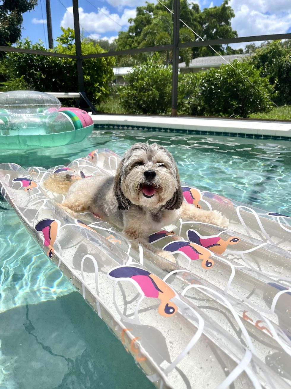 cute dog on a pool float