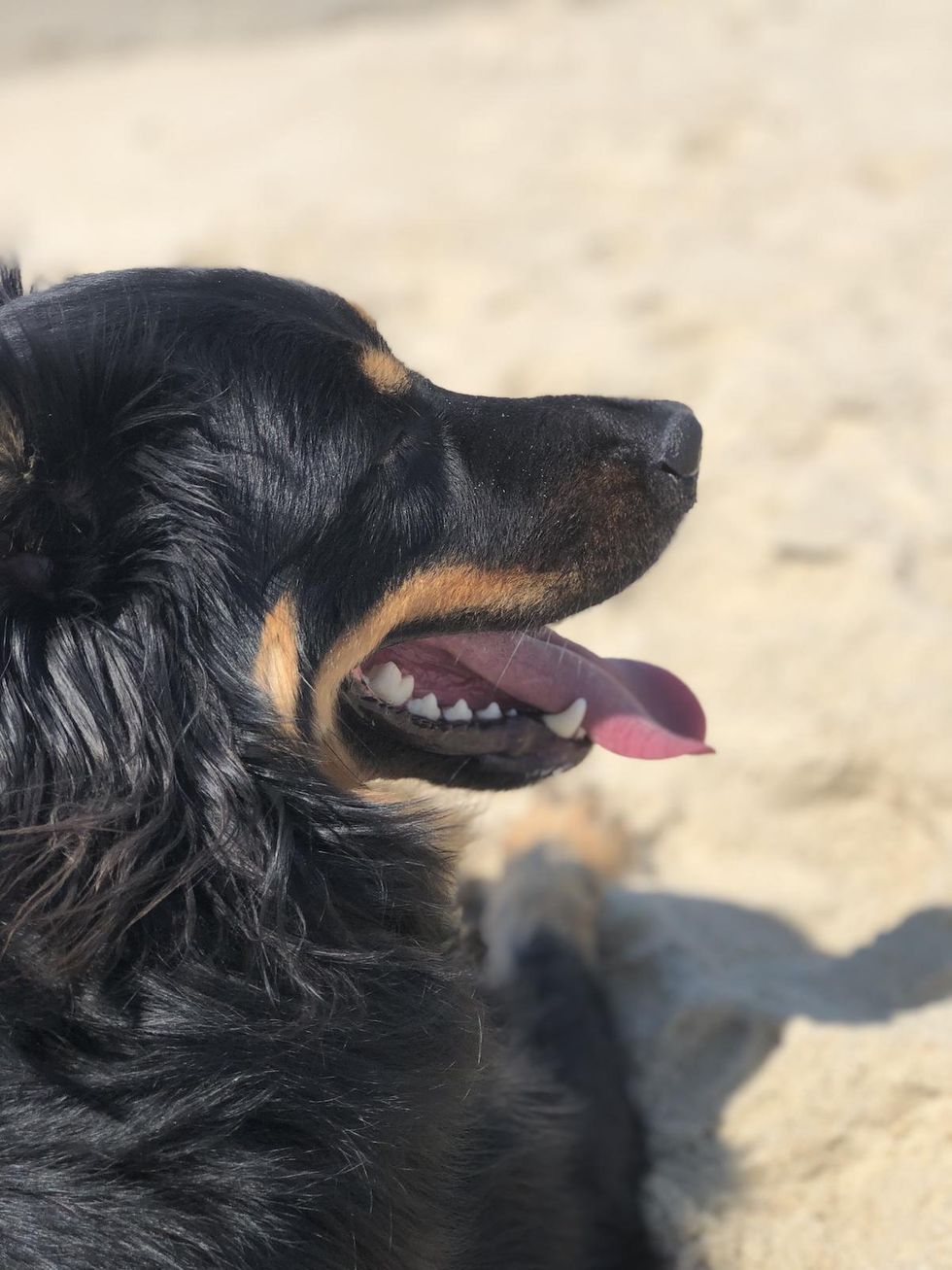 cute dog on the beach