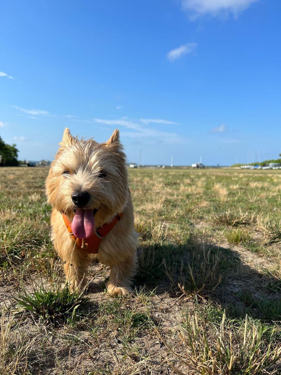 cute dog outside with a blue sky