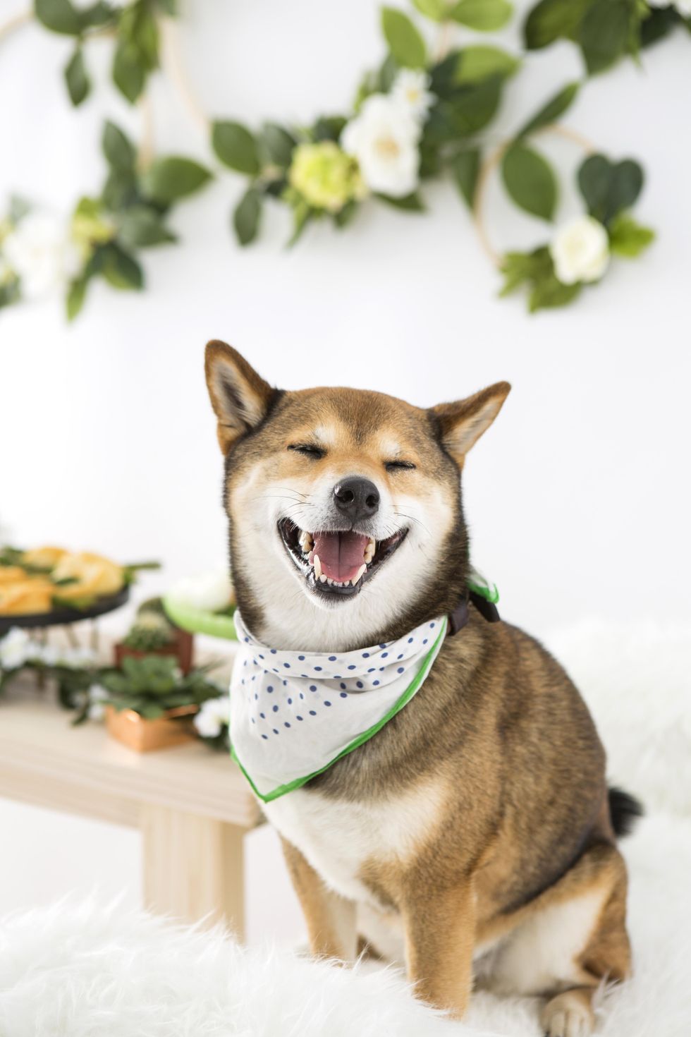 cute dog smiling with a bandana