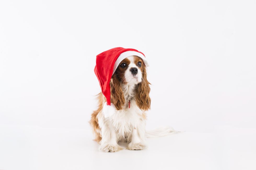 cute dog wearing a santa hat