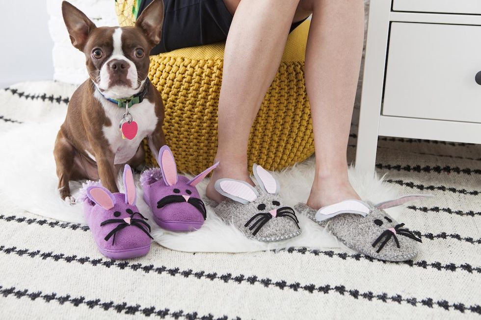 cute dog wearing purple slippers with bunny rabbits