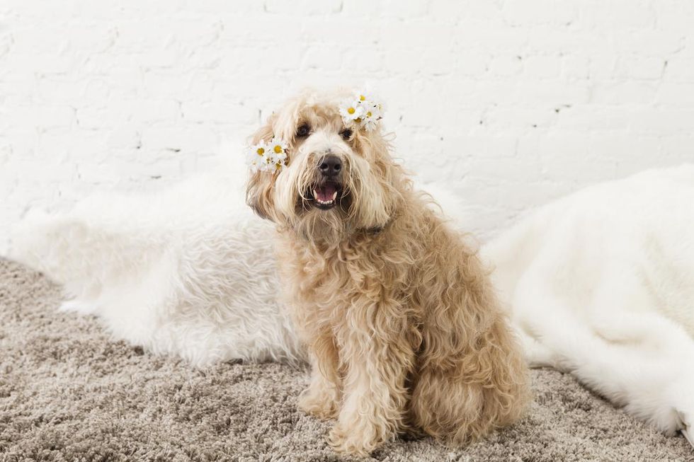 cute dog with flowers