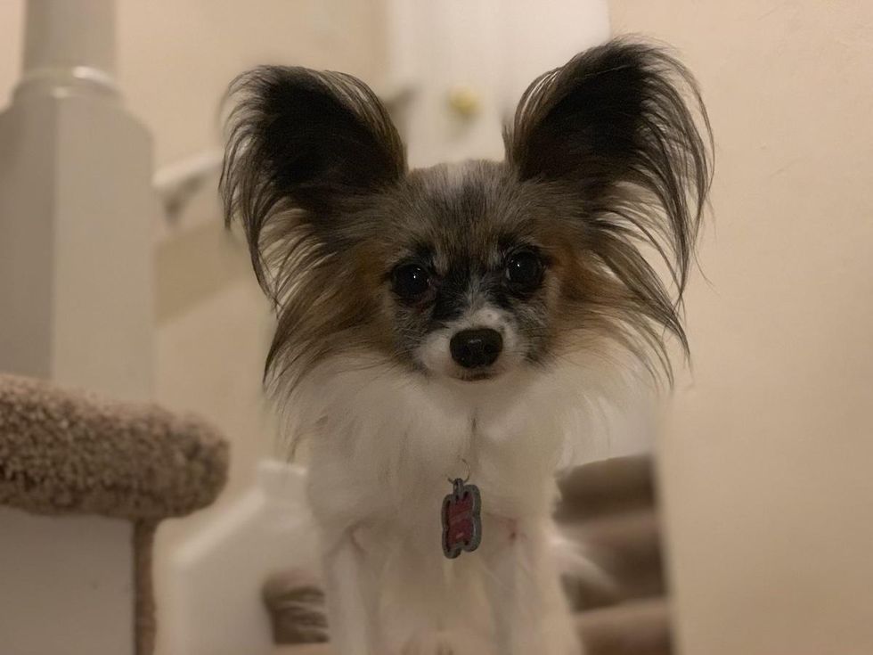 cute dog with tall ears