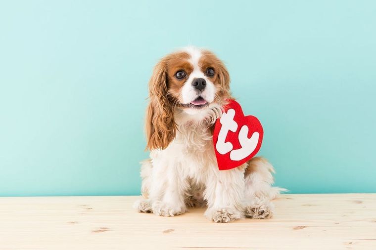 Choosing the Best Dog Halloween Costumes: From Store-Bought to DIY