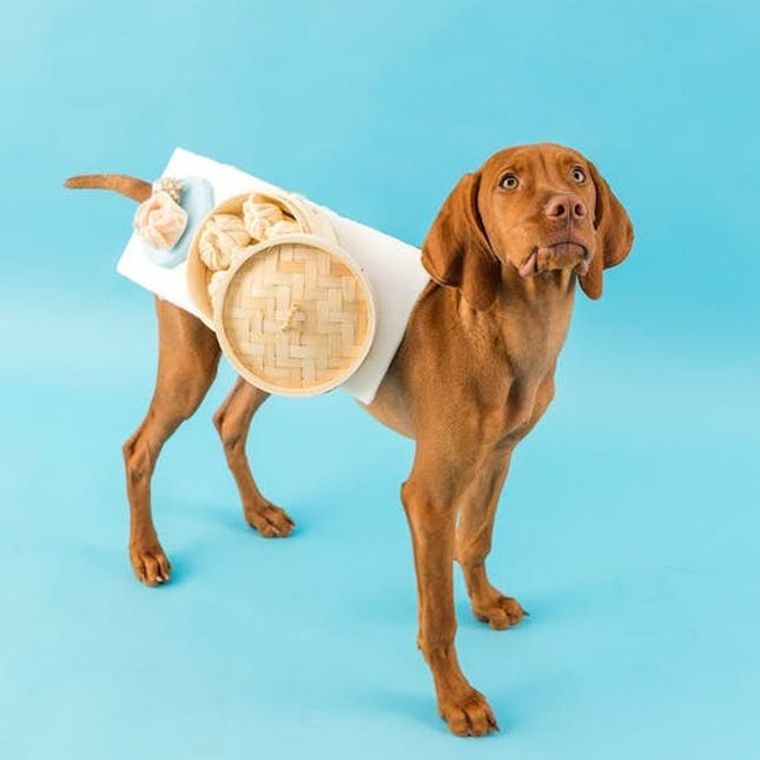 15 Dog Halloween Costumes that Are Scary Cute!, Blog