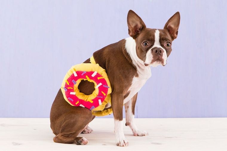 5 Adorable, Homemade Halloween Costume Ideas For Your Dog – DOOGUSA