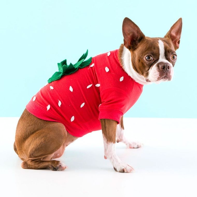 Ideas for Dog Halloween Costumes Inspired by Pop Culture