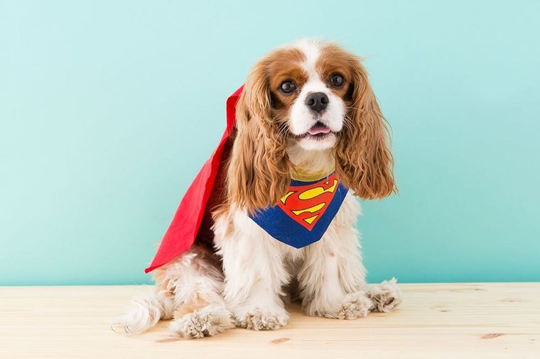 13 Unique and Amazingly Easy DIY Dog Halloween Costumes - Dogtown