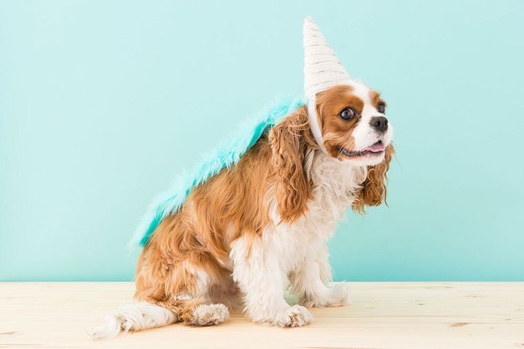 13 Unique and Amazingly Easy DIY Dog Halloween Costumes - Dogtown