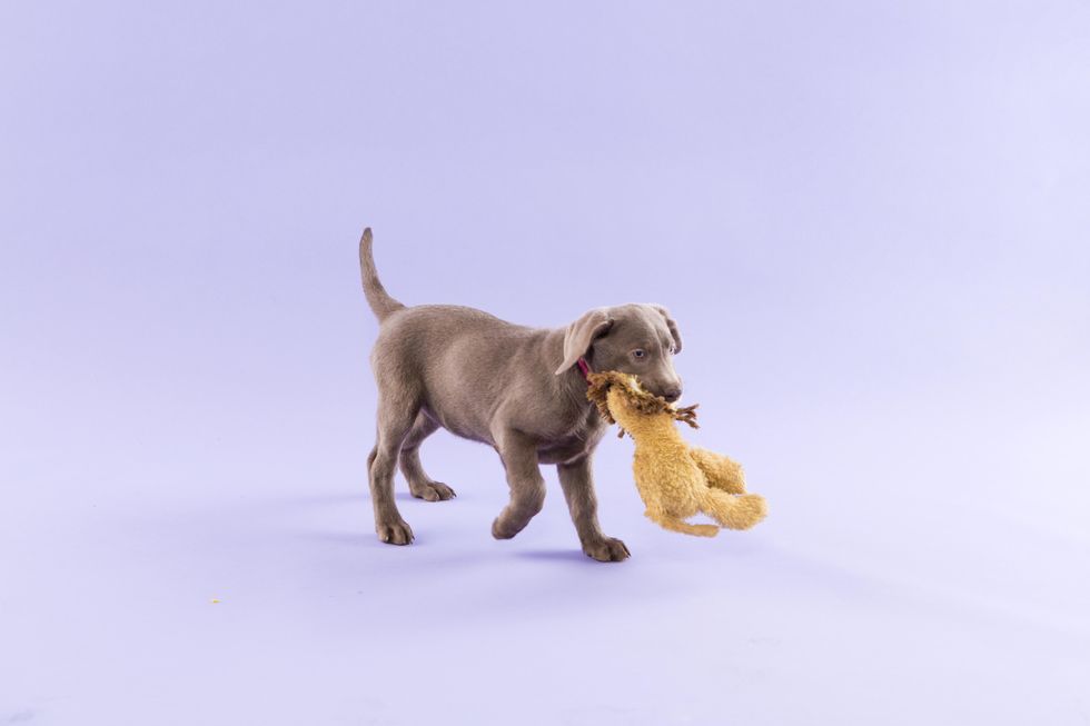 dog carrying a stuffed animal