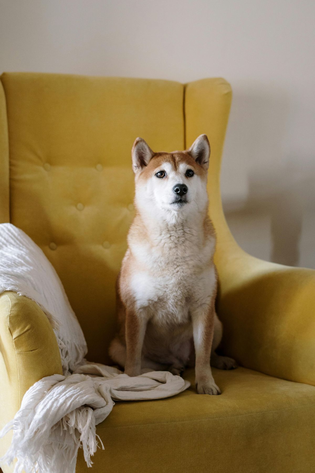 dog on chair