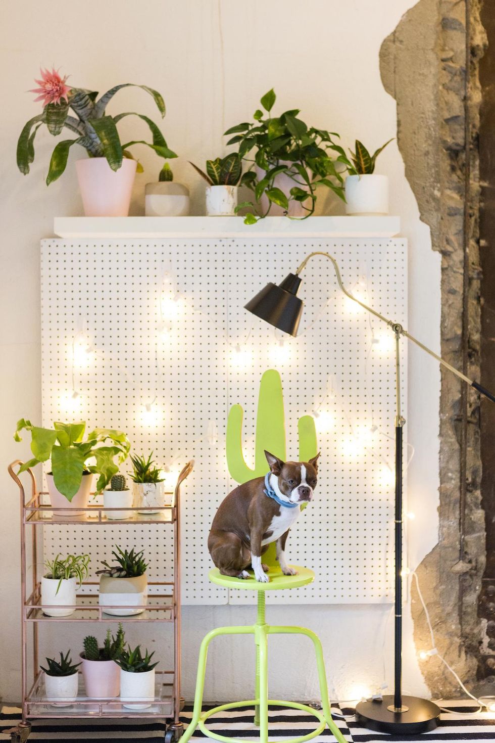 dog sitting on a cactus stool