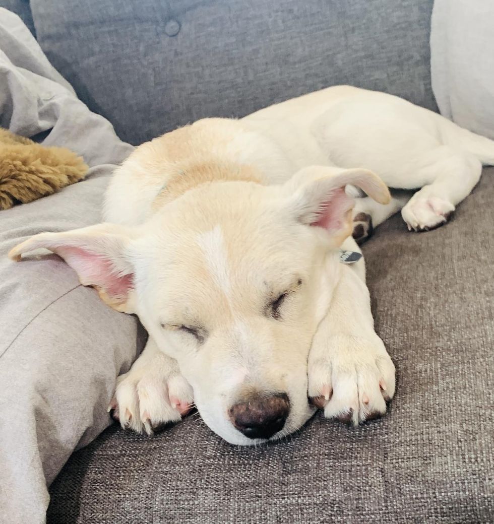 dog taking a nap on the couch