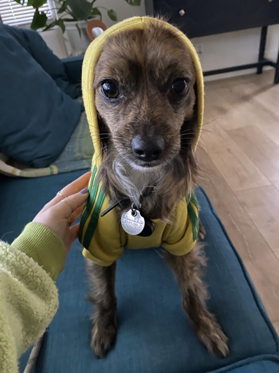 dog wearing his green raincoat