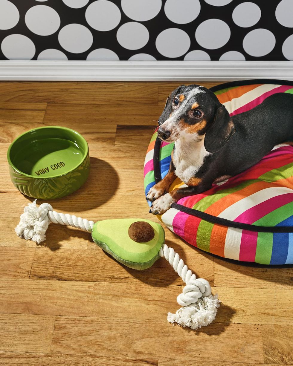 dog with its striped bed, green water bowl, and avocado chew toy