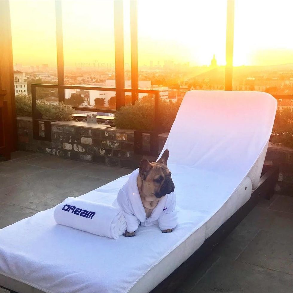 The 9 Most Pet-Friendly Hotels in the US - Brit + Co