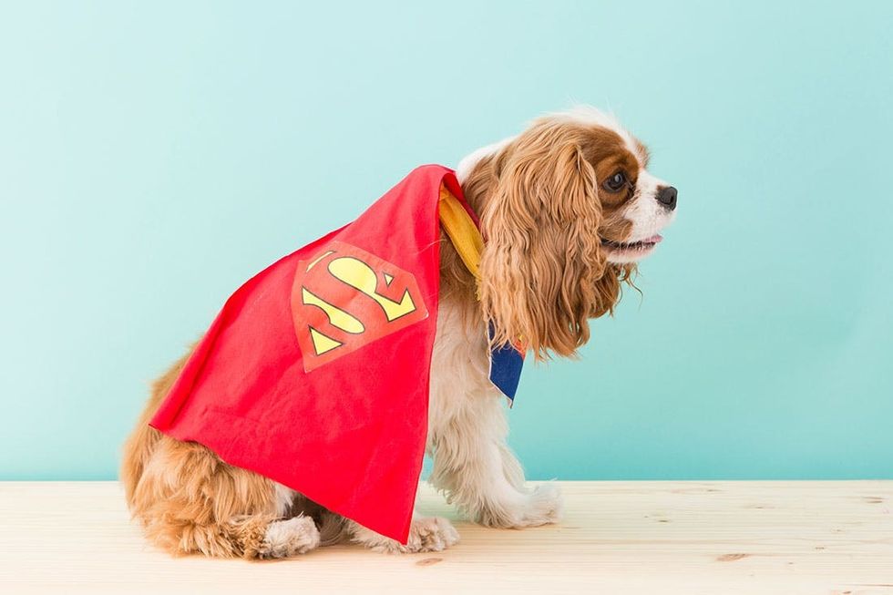 How to DIY a Superman Dog Costume for Halloween - Brit + Co