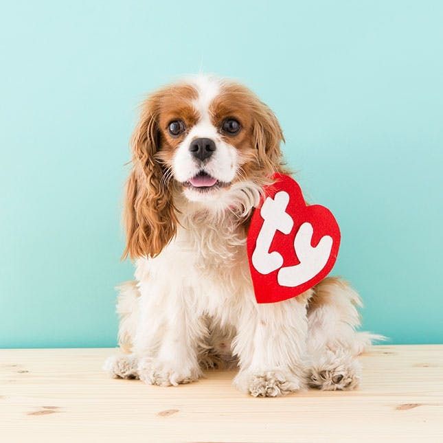 ty beanie baby tag dog costume