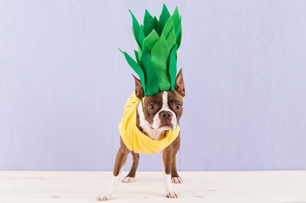 How to Dress Up Your Dog in a DIY Pineapple Costume - Brit + Co