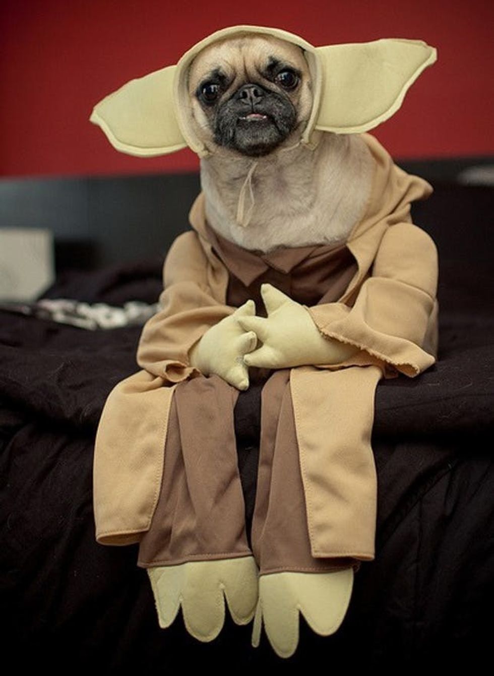 100 Genius Pet Costumes for Halloween - Brit + Co