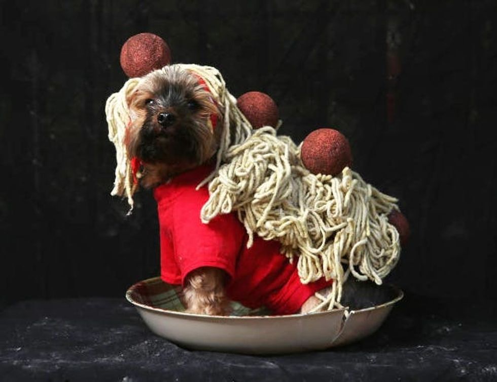 100 Genius Pet Costumes for Halloween - Brit + Co