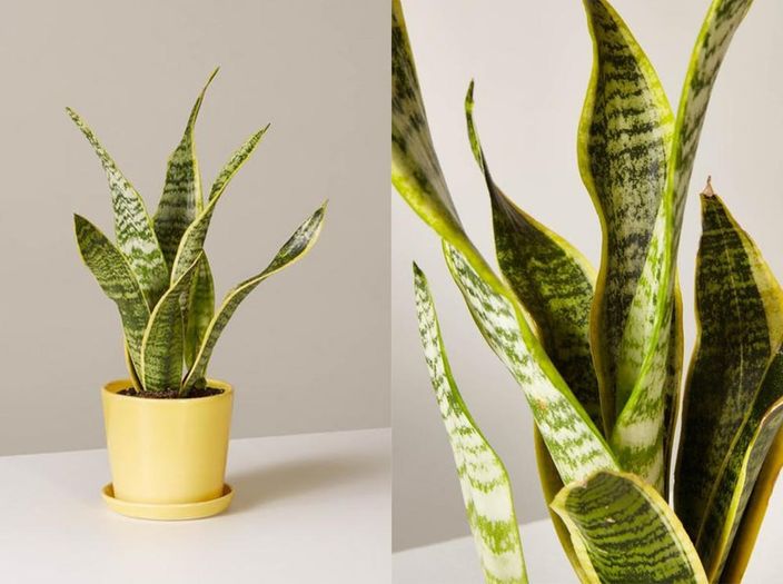 The Best Houseplants For Every Room In Your Home Brit Co