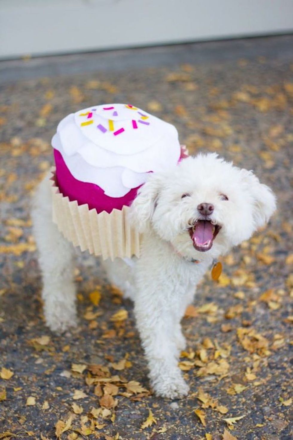 81 of the Best Dog Halloween Costume Ideas for Your Pooch Brit + Co