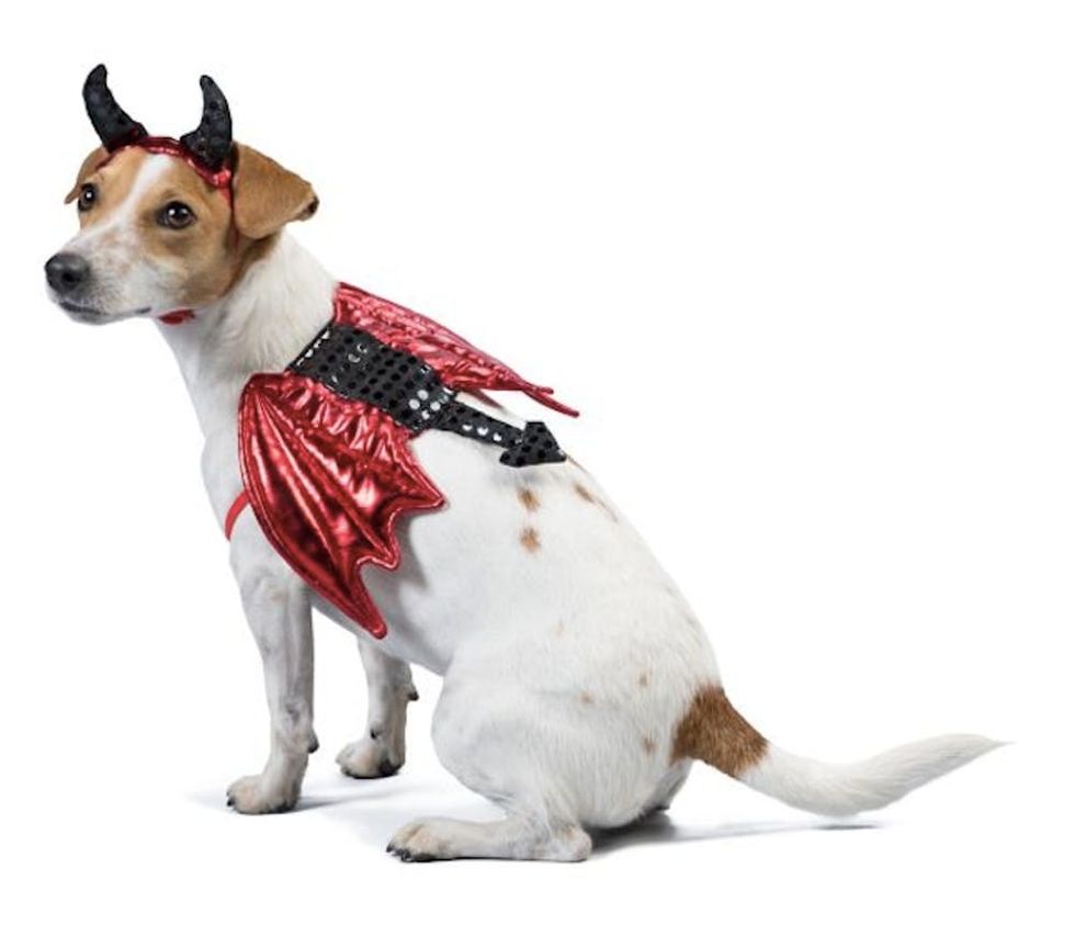 81 of the Best Dog Halloween Costume Ideas for Your Pooch Brit + Co