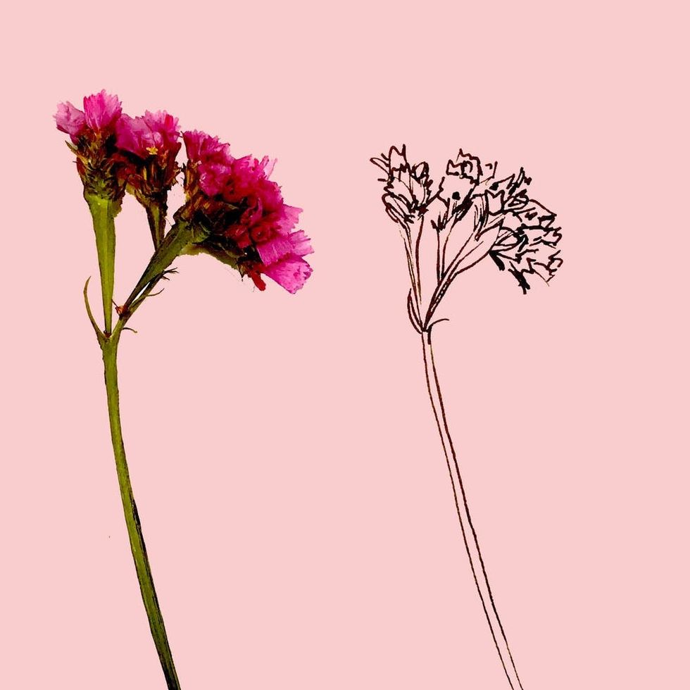 Learn How to Draw Any Wildflower in 5 Easy Steps Brit + Co