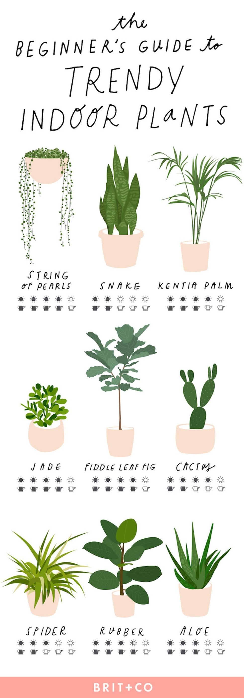 The Beginner’s Guide to Trendy Indoor Plants - Brit + Co