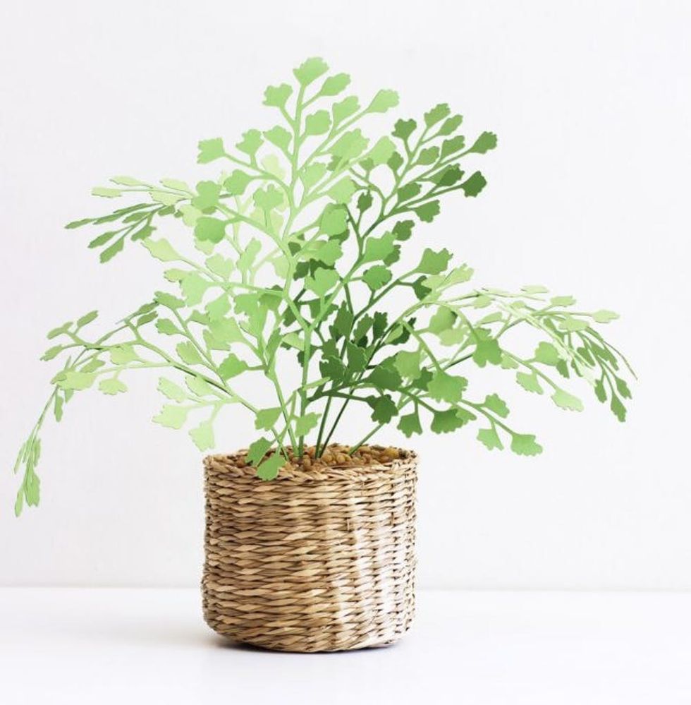 Paper plant. Источник бумаги растения. Paper Chinese money Plant.