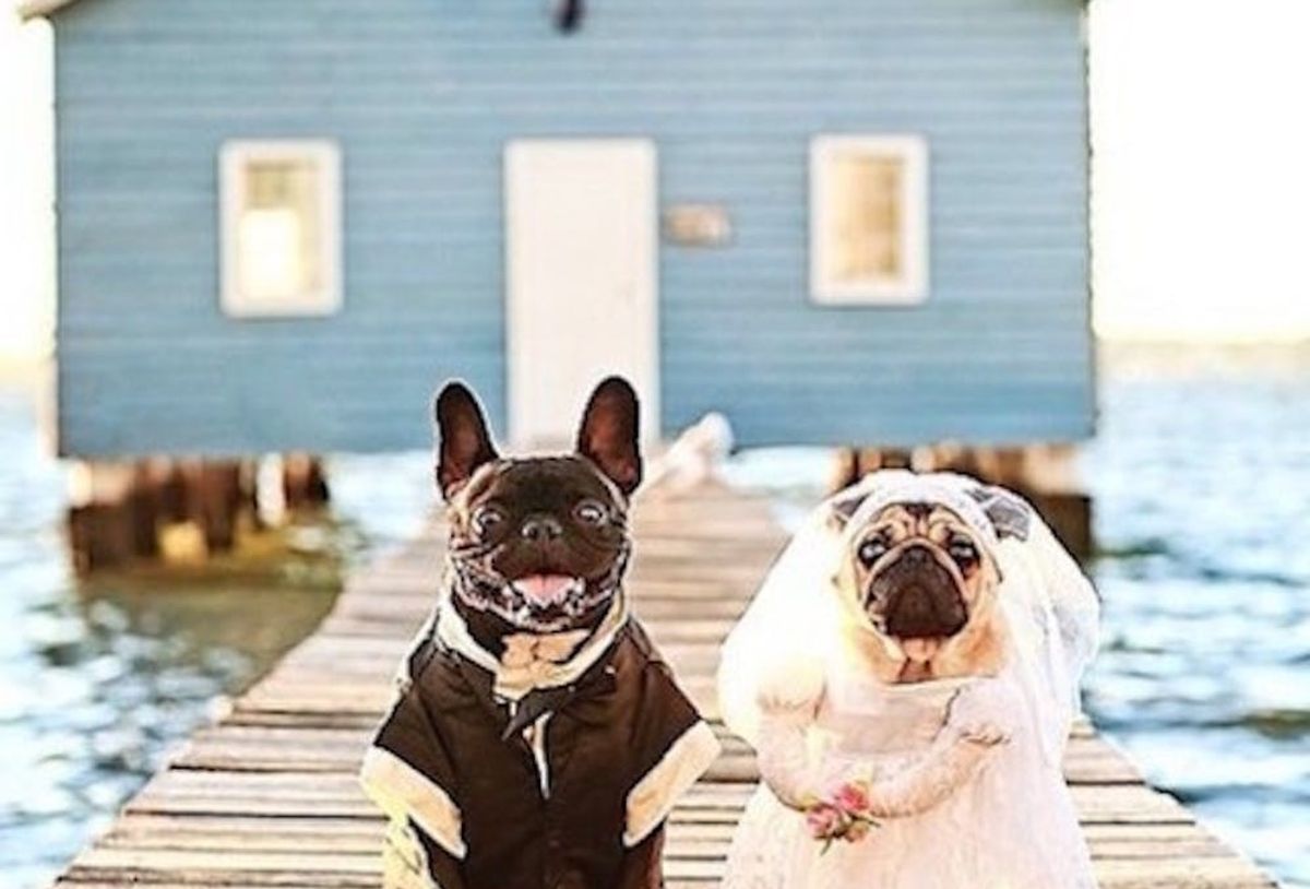 19 Essentials for the Most Adorable Pet Wedding EVER - Brit + Co