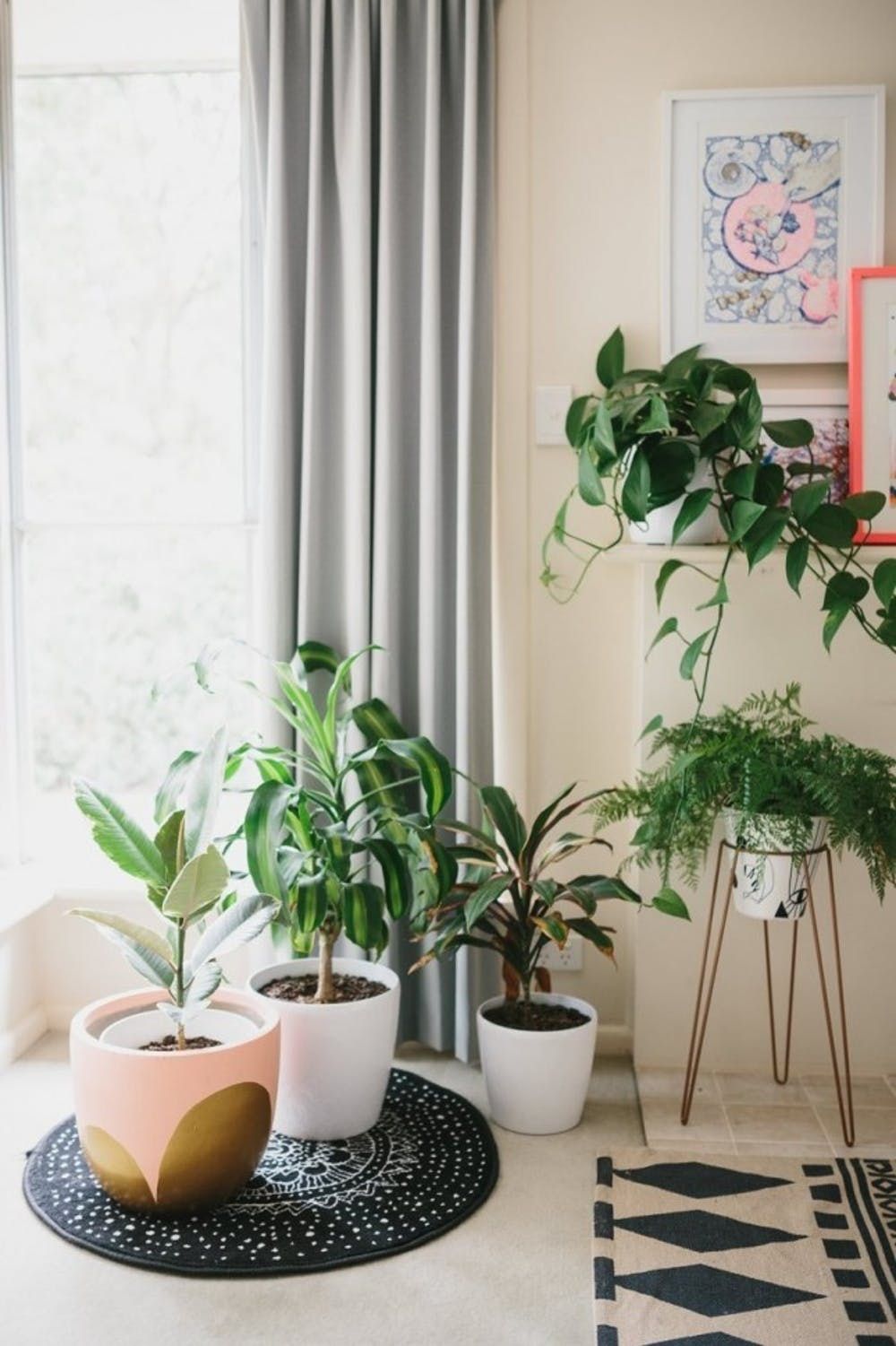 11 Crazy Cool House Plants Trending In 2016 Brit Co   Image 