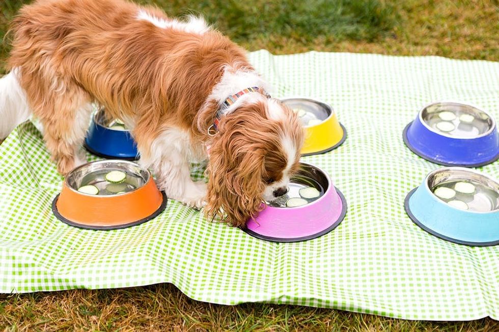 How to Throw a Birthday Party… For Your Dog! - Brit + Co