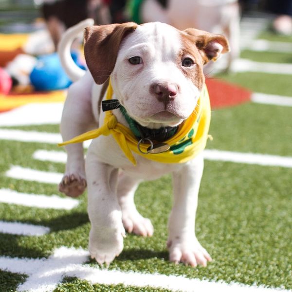 We Met the MVPups of This Year’s Puppy Bowl (And Almost ODed on ...