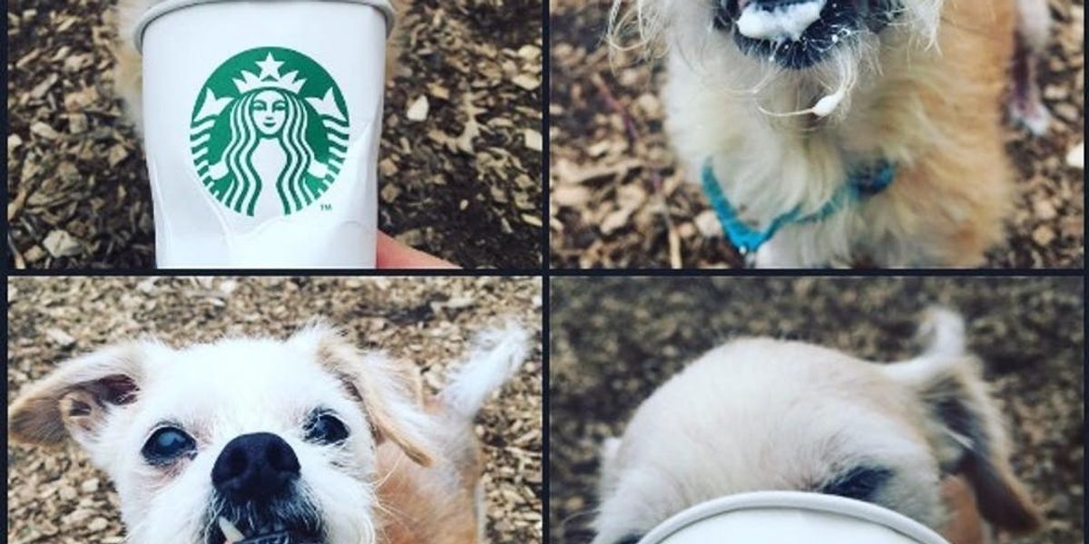 Starbucks Has a Secret Menu Just for Dogs Brit + Co