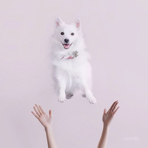 13 Adorable Photo Shoot Ideas… for Your Dog! - Brit + Co