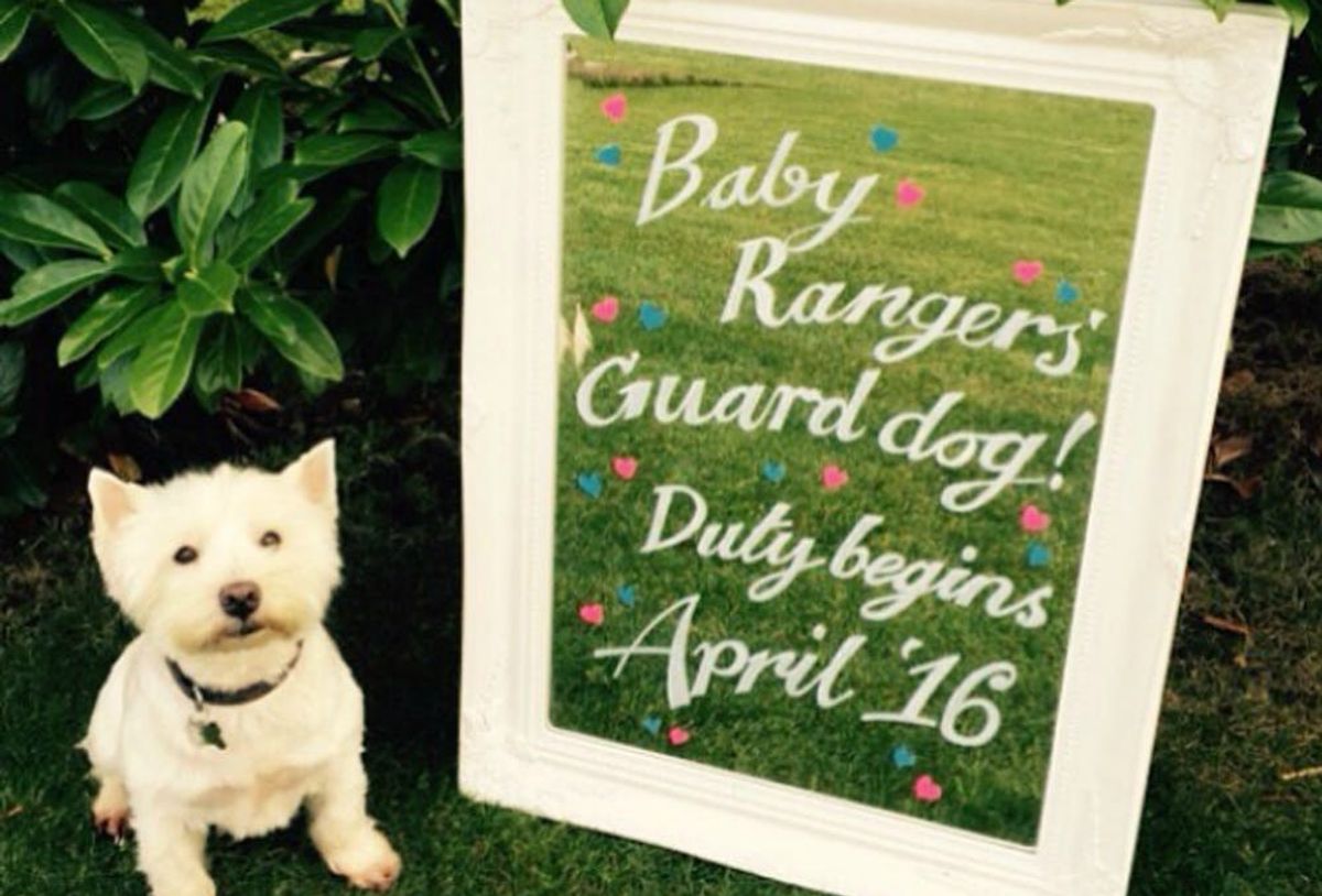 13-creative-pregnancy-announcements-with-your-pets-brit-co